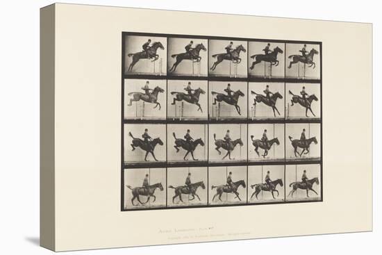 Plate 637. Jumping a Hurdle; Saddle; Clearing; Landing &, 1885 (Collotype on Paper)-Eadweard Muybridge-Premier Image Canvas