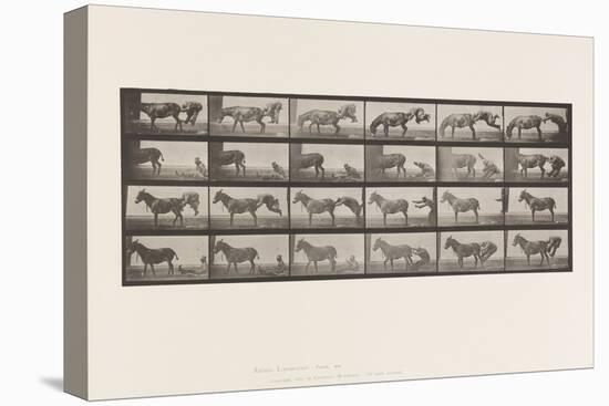 Plate 663. Mule; A, B, A Refractory Animal Denver, 1885 (Collotype on Paper)-Eadweard Muybridge-Premier Image Canvas