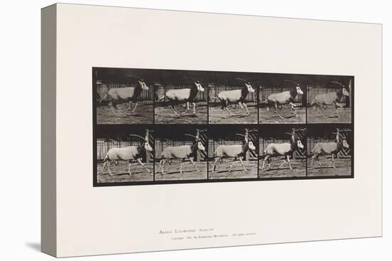 Plate 680. Orex; Galloping, 1885 (Collotype on Paper)-Eadweard Muybridge-Premier Image Canvas