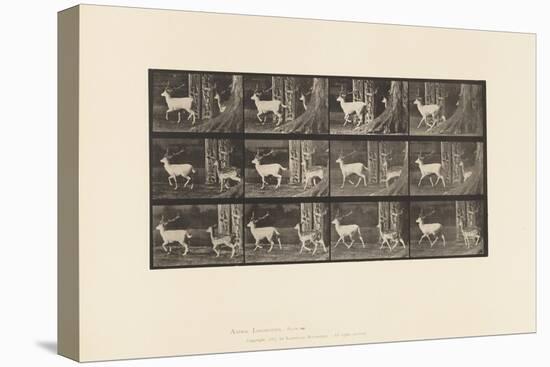 Plate 685. Fallow Deer; Buck and Doe; Trotting, 1885 (Collotype on Paper)-Eadweard Muybridge-Premier Image Canvas