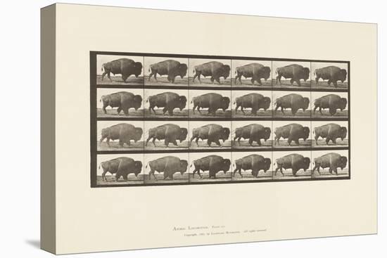 Plate 699. Buffalo; Walking, 1885 (Collotype on Paper)-Eadweard Muybridge-Premier Image Canvas