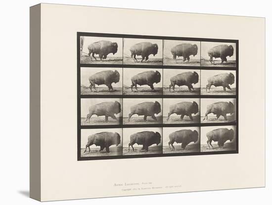 Plate 700. Buffalo; Galloping, 1885 (Collotype on Paper)-Eadweard Muybridge-Premier Image Canvas