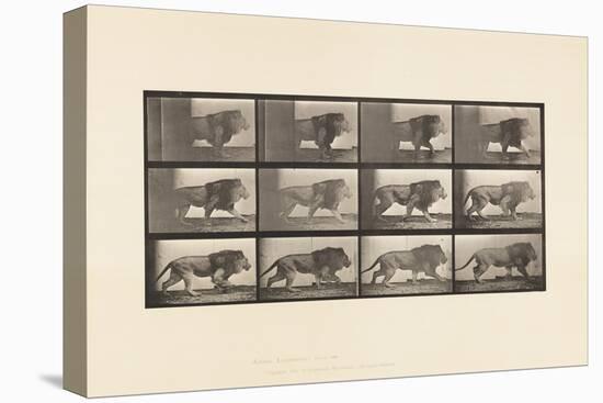 Plate 722. Lion; Walking, 1885 (Collotype on Paper)-Eadweard Muybridge-Premier Image Canvas
