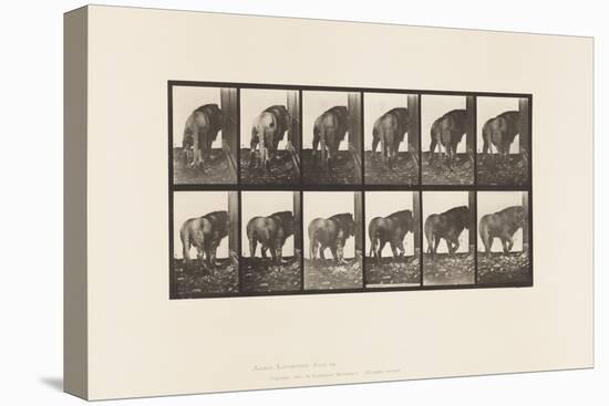 Plate 724. Lion; Walking, Turning Around, 1885 (Collotype on Paper)-Eadweard Muybridge-Premier Image Canvas