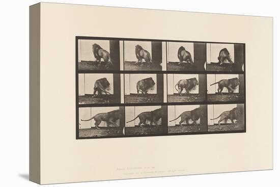 Plate 725. Lion; Walking, Turning Around, 1885 (Collotype on Paper)-Eadweard Muybridge-Premier Image Canvas