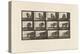 Plate 725. Lion; Walking, Turning Around, 1885 (Collotype on Paper)-Eadweard Muybridge-Premier Image Canvas