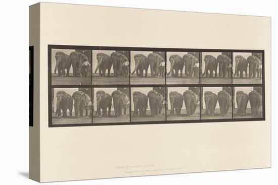 Plate 734. Elephants; Two, Walking, 1885 (Collotype on Paper)-Eadweard Muybridge-Premier Image Canvas