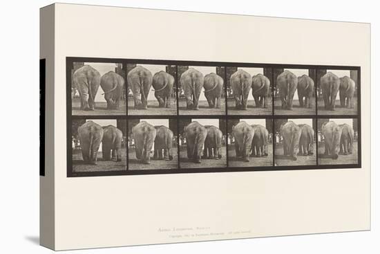 Plate 735. Elephants; Two, Walking, 1885 (Collotype on Paper)-Eadweard Muybridge-Premier Image Canvas