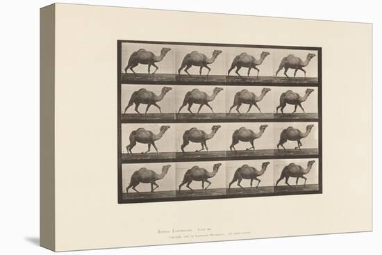 Plate 736. Egyptian Camel; Racking, 1885 (Collotype on Paper)-Eadweard Muybridge-Premier Image Canvas