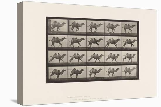 Plate 740. Bactrian Camel; (Young), Galloping, 1885 (Collotype on Paper)-Eadweard Muybridge-Premier Image Canvas