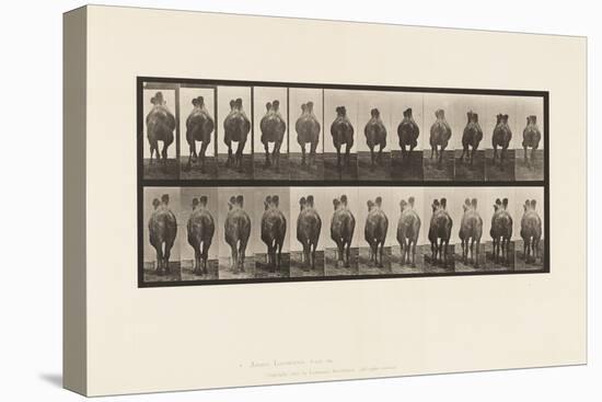 Plate 741. Bactrian Camel; A, Walking; B, Racking, 1885 (Collotype on Paper)-Eadweard Muybridge-Premier Image Canvas