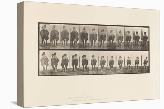 Plate 742. Bactrian Camel; A, Racking; B, Galloping, 1885 (Collotype on Paper)-Eadweard Muybridge-Premier Image Canvas