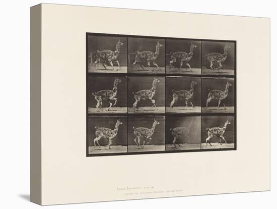 Plate 743. Guanaco; Galloping, 1885 (Collotype on Paper)-Eadweard Muybridge-Premier Image Canvas