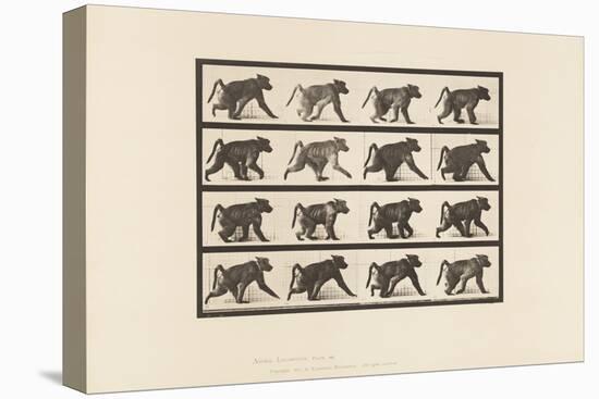 Plate 747. Baboon; Walking on All-Fours, 1885 (Collotype on Paper)-Eadweard Muybridge-Premier Image Canvas