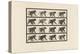 Plate 747. Baboon; Walking on All-Fours, 1885 (Collotype on Paper)-Eadweard Muybridge-Premier Image Canvas