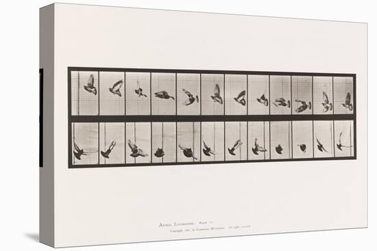 Plate 756. Pigeon; Flying, 1885 (Collotype on Paper)-Eadweard Muybridge-Premier Image Canvas