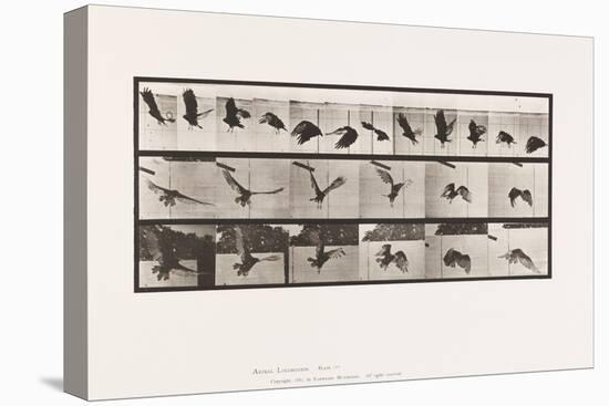 Plate 767. Vulture; Flying, 1885 (Collotype on Paper)-Eadweard Muybridge-Premier Image Canvas