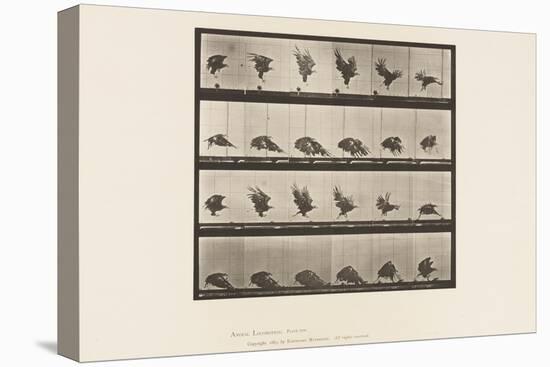 Plate 770. American Eagle; Flying near the Ground, 1885 (Collotype on Paper)-Eadweard Muybridge-Premier Image Canvas