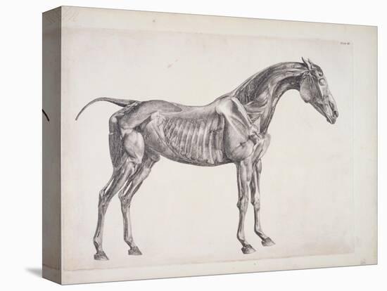 Plate from "The Anatomy of the Horse", C.1766-George Stubbs-Premier Image Canvas