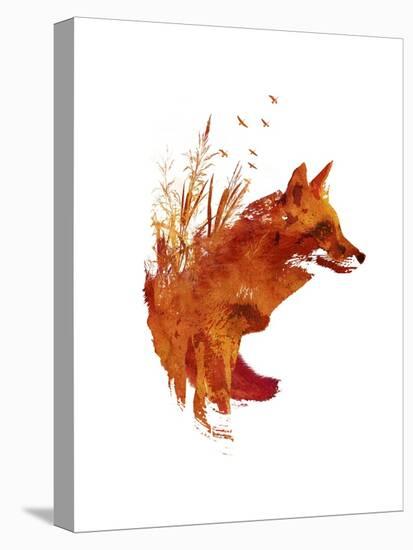 Plattensee Fox-Robert Farkas-Premier Image Canvas