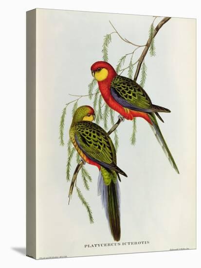 Platycercus Icterotis-John Gould-Premier Image Canvas