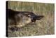 Platypus (Ornithorhynchus Anatinus) Tasmania-Dave Watts-Premier Image Canvas