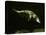 Platypus Underwater-null-Premier Image Canvas