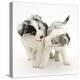 Playful Border Collie Puppies, 6 Weeks-Mark Taylor-Premier Image Canvas