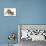 Playful Bulldog Puppy, 11 Weeks, in Play-Bow-Mark Taylor-Premier Image Canvas displayed on a wall