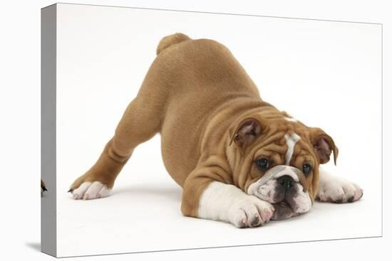 Playful Bulldog Puppy, 11 Weeks, in Play-Bow-Mark Taylor-Premier Image Canvas