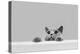 Playful Grey Purebred Cat Peeking Out.-NiseriN-Premier Image Canvas