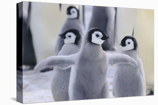 Playful Young Emperor Penguins-DLILLC-Premier Image Canvas