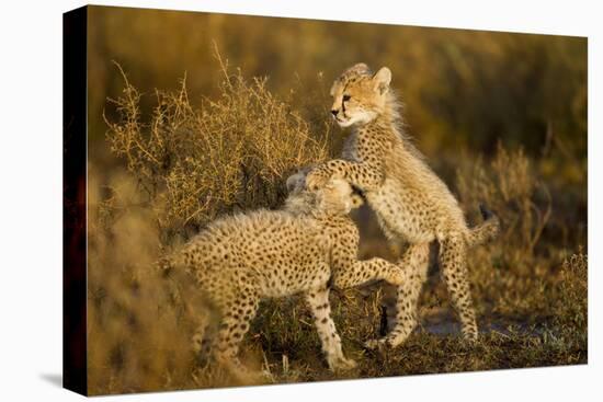 Playing Cheetah Cubs-Paul Souders-Premier Image Canvas