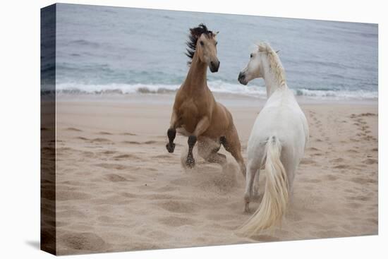 Playtime at the Beach-Susan Friedman-Premier Image Canvas