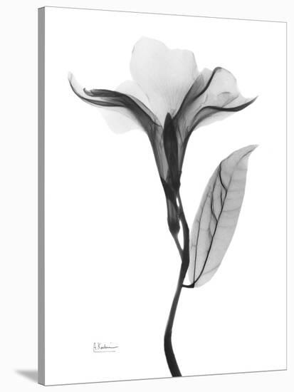 Pleasant Oleander 1-Albert Koetsier-Premier Image Canvas