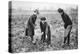 Pleasant, Profitable, Patriotic: on a Fruit-Farm at Letchmore Heath, Near St. Albans-English Photographer-Premier Image Canvas