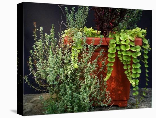 Pleasing Planter-Herb Dickinson-Premier Image Canvas