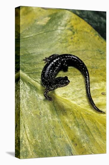 Plethodon Glutinosus (Northern Slimy Salamander)-Paul Starosta-Premier Image Canvas