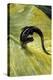 Plethodon Glutinosus (Northern Slimy Salamander)-Paul Starosta-Premier Image Canvas