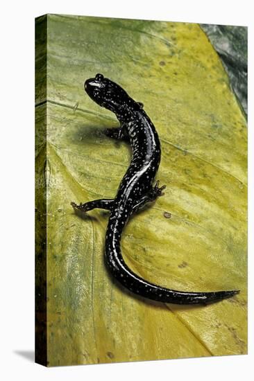 Plethodon Glutinosus (Northern Slimy Salamander)-Paul Starosta-Premier Image Canvas