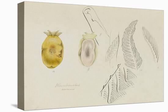 Pleurobranchus Aureus: Yellow-Plumed Sea Slug-Philip Henry Gosse-Premier Image Canvas