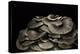 Pleurotus Ostreatus (Oyster Mushroom, Mock Oyster, Oyster Cap)-Paul Starosta-Premier Image Canvas