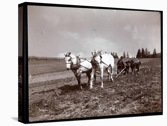 Ploughing on the Property of Alton Brooks Parker, Esopus Creek, New York, 1904-Byron Company-Premier Image Canvas