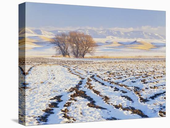 Plowed Field and Willows in Winter, Bear River Range, Cache Valley, Great Basin, Utah, USA-Scott T. Smith-Premier Image Canvas