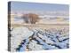 Plowed Field and Willows in Winter, Bear River Range, Cache Valley, Great Basin, Utah, USA-Scott T. Smith-Premier Image Canvas
