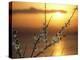 Plum Blossoms at Sunset, Ehime, Shikoku, Japan-null-Premier Image Canvas