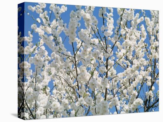 Plum Blossoms-null-Premier Image Canvas