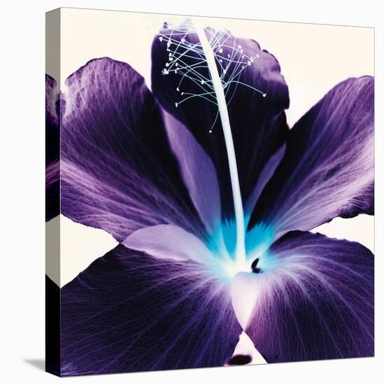 Plum Hibiscus-Christine Caldwell-Stretched Canvas