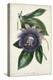 Plum Passion Flower-Paxton-Stretched Canvas