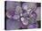 Plum Succulent-Filippo Ioco-Stretched Canvas